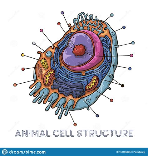 Maybe you would like to learn more about one of these? Vector Sketching Illustrations. Schematic Structure Of Animal Cell. Stock Vector - Illustration ...