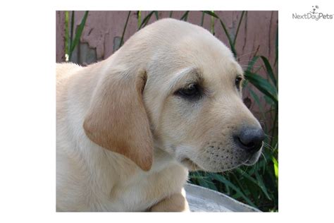 Find local labrador retriever puppies for sale and dogs for adoption near you. Meet SADIE a cute Labrador Retriever puppy for sale for ...
