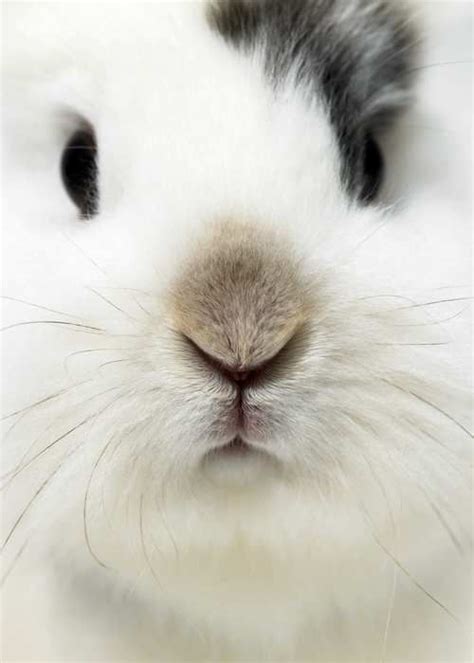 Fabulous ♡♡ Bunny Nose Cute Animals Cute Creatures Animals