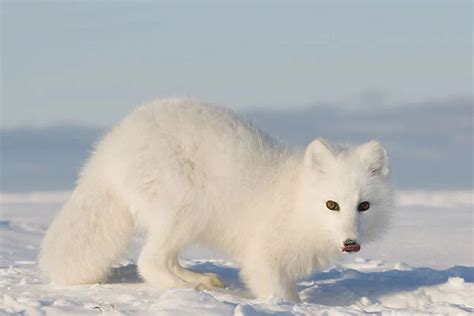 Arctic Fox Vulpes Alopex Lagopus 18061056 Framed Framed Photos