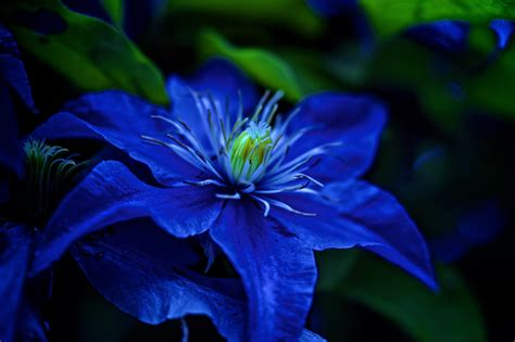 Blue Wallpaper Flowers Blue Flower Hd Wallpapers Search Free Blue