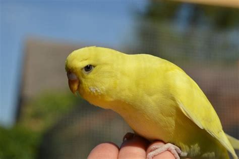 13 Types Of Budgie Colors Varieties And Mutations With Pictures Pet Keen