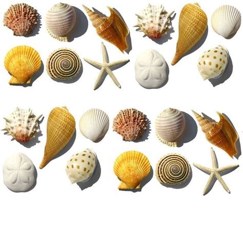 Collection Of Different Seashells Sea Shells Shells