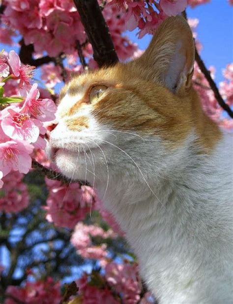 Cherry Blossom Tree Cats Barnorama