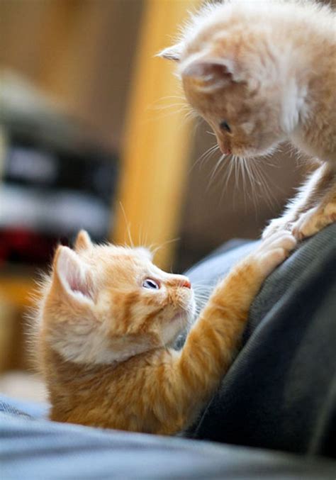 Two Sweet Little Ginger Buddies Love Meow