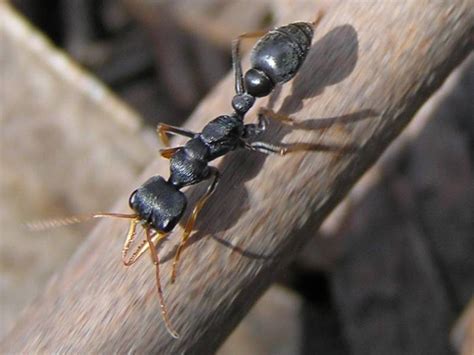 How To Get Rid Of Ants Without Toxic Chemicals Dengarden