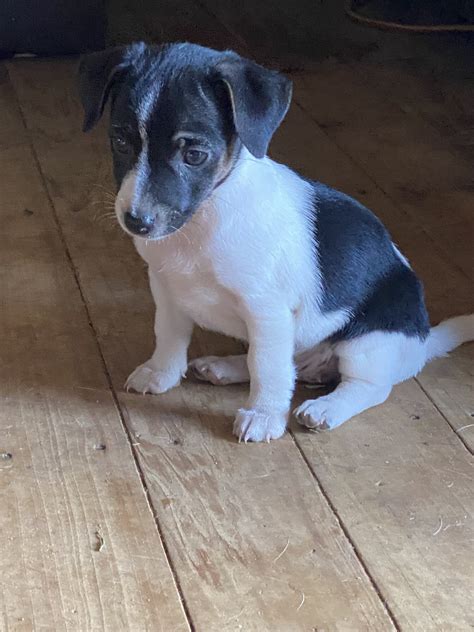 Mini Foxy X Jack Russell