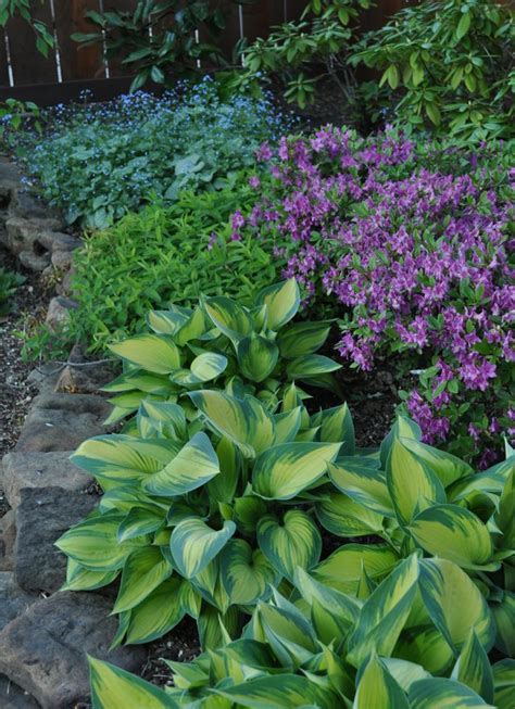 We did not find results for: 14 best Garden brunnera Jack Frost 1 images on Pinterest ...