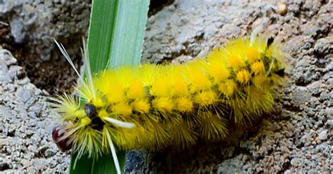 Fuzzy Yellow Caterpillar In Puriscal