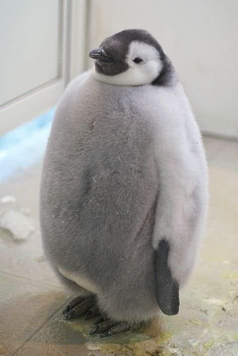 Penguin Planet Time For Diet Fish 🐧 Cute Baby Animals