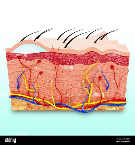 Human Skin Anatomy Artwork Stock Photo Alamy
