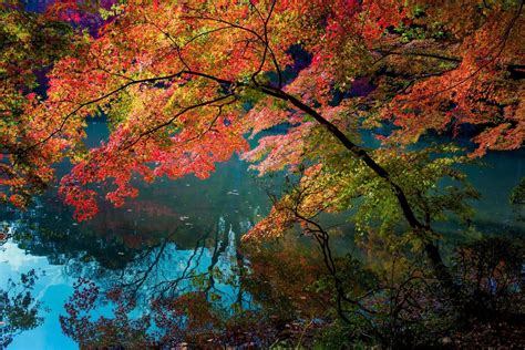 Reflection Lake Trees Nature Autumn Photos Cantik