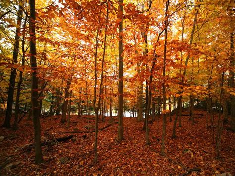 Autumn Wallpapers For Desktop Free Images Fun