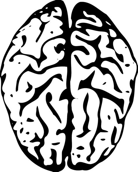 Human Brain Stencil