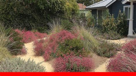 The Best Drought Tolerant Lawn Alternatives 🛋️ Youtube