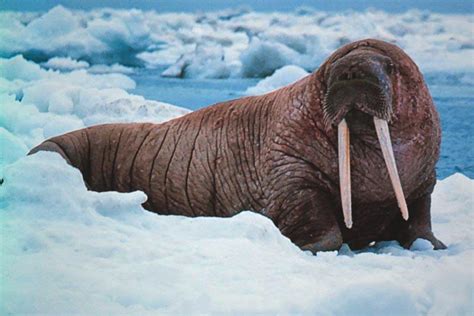 Fotos Estos Son Los 4 Animales Del Polo Norte En Peligro De Extinción