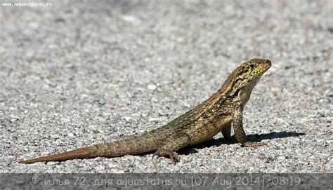 Игуана масковая килеватая Leiocephalus Carinatus Bahama Curlytail Lizard