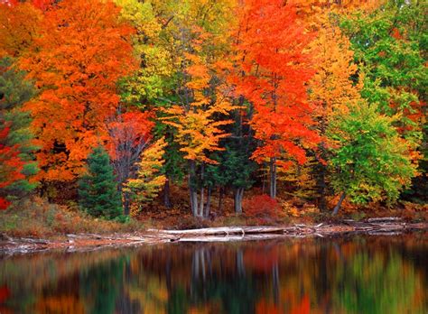 Autumn Trees By The Lake