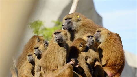 Three Baboons Escape Enclosure At Paris Zoo World News Sky News