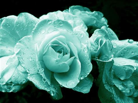 Teal Roses With Raindrops By Jennie Marie Schell Flower Lover Rose