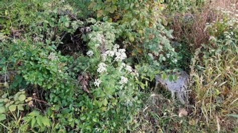 A Complete Guide To White Snakeroot What You Need To Know Growit