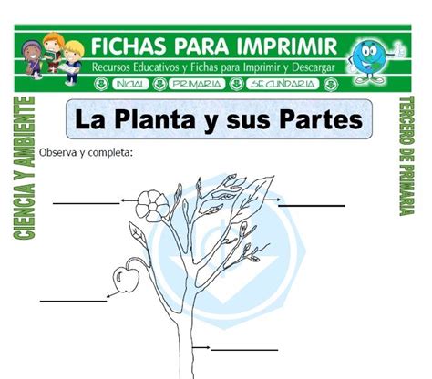 Ficha De La Planta Y Sus Partes Para Tercero De Primaria Tercero De