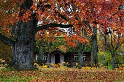 Adore This Cabin In The Woods Rw Autumn Trees Forest Cottage