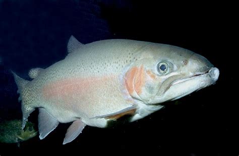 Oncorhynchus aguabonita — золотая форель. BrummellBlog: Friday Fish: Oncorhynchus mykiss