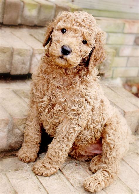 Standard Poodle Puppies For Apricot White Standard Poodle For Sale