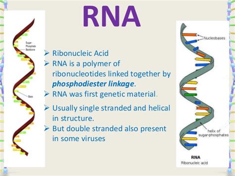 Dna (deoxyribonucleic acid) is the genomic material in cells that contains the genetic information used in the development and functioning of all known living organisms. DNA & RNA