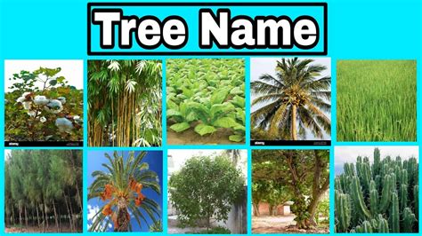 Tree Namesname Of Plants And Treetree Name In Odia To Englishall