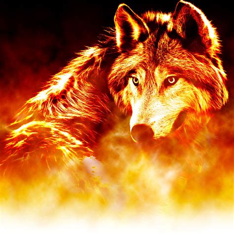 Fire Wolf Wallpapers