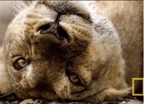 Famous Photographer Describes His Experience With A Lion