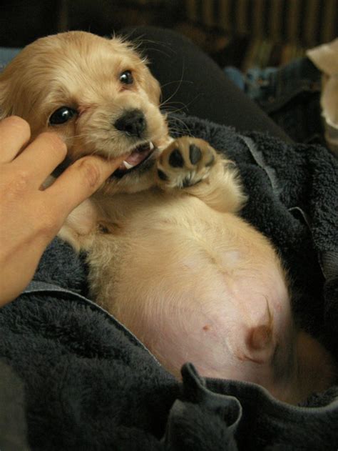 Perfectly Plump Puppy Bellies You Simply Cannot Resist