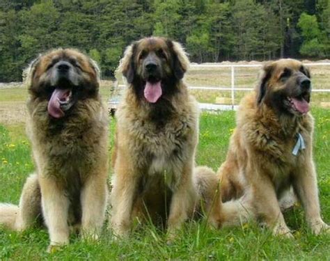 5 Hottest Facts About Giant Leonberger Dog The New Lion Pouted