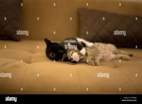 Cute Kitten Playing Cutest Cat Palying Stock Photo Alamy