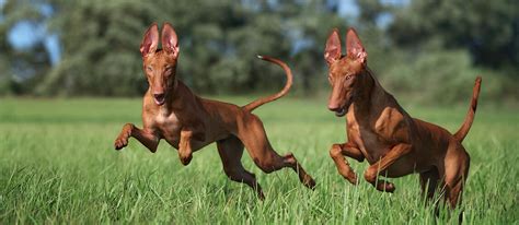 Pharaoh Hound Breed Information Characteristics And Facts Pet Side