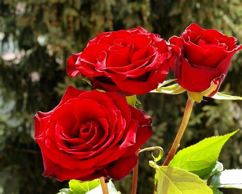 Beautiful Red Roses Wallpaper Hd Wallpaper Background