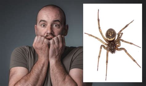 False Widow Bite Warning Five Signs Youve Been Bitten By The Uks Most Dangerous Spider