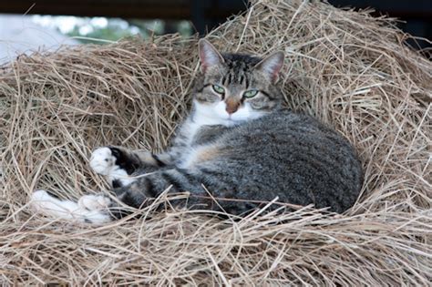 Barn Cat Program Loudoun County Va Official Website