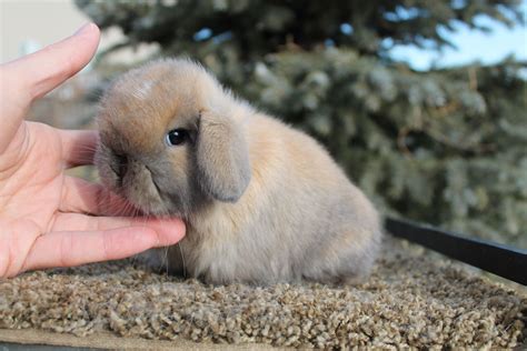 Pin On Holland Lop Show Rabbits