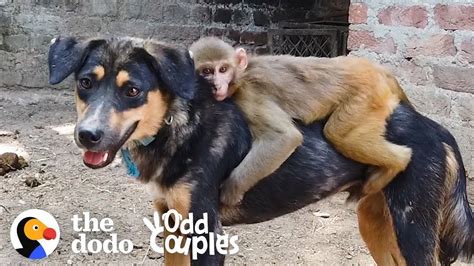 This Monkey Rides Her Dog Bff All Day Long The Dodo Odd Couples Youtube