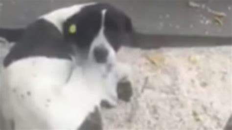 Encontró a su perro después de 3 años y la escena se hizo viral