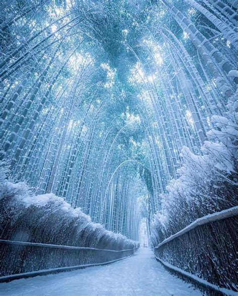 Frozen Bamboo Path In Kyoto Scrolller