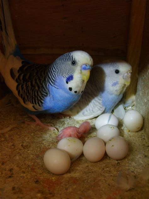 Parakeet Eggs With Parents Beautiful Birds Budgies Bird Pet Birds