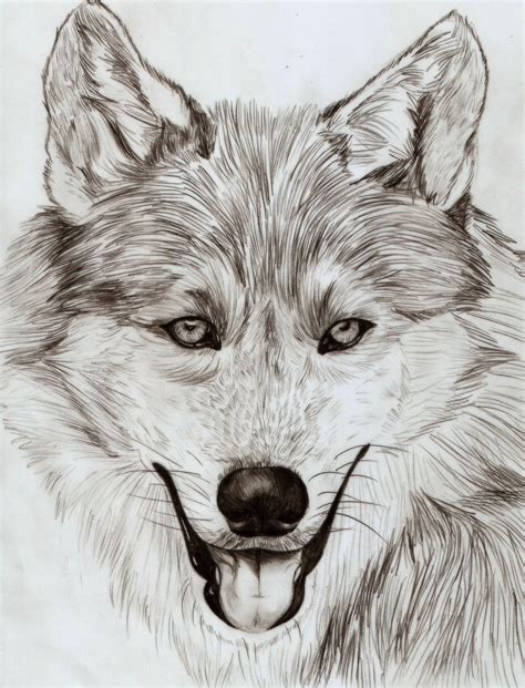 Wolf Pencil Sketch — Weasyl