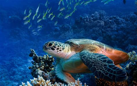 Sea Turtle Wallpaper Backgrounds Photos