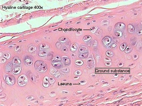 Hyaline Cartilage Histology Slides Anatomy And Physiology Biology