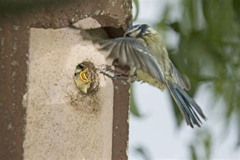 Welchen lochdurchmesser sie brauchen, wo sie den kasten am besten aufhängen und mehr. Nistkästen reinigen: So wird's gemacht - Mein schöner Garten