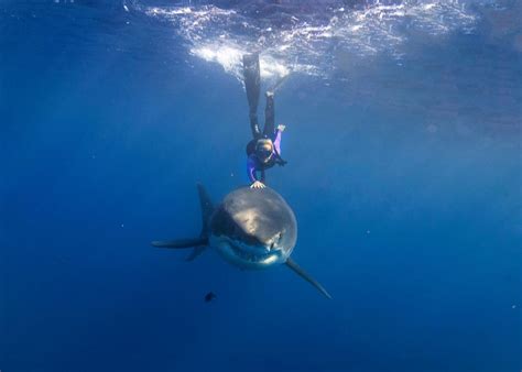 Woman Swims With Great White Sharks